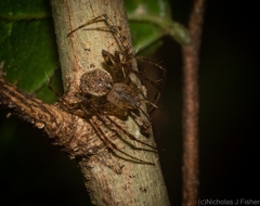 Australomimetus maculosus