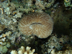 Lobactis scutaria