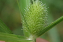 Cyperus erectus