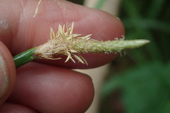 Eleocharis limosa