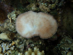 Lobactis scutaria
