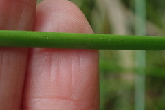 Eleocharis limosa