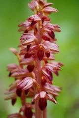 Corallorhiza striata
