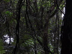 Rhipidura fuliginosa placabilis