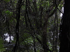 Rhipidura fuliginosa placabilis