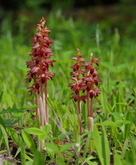 Corallorhiza striata