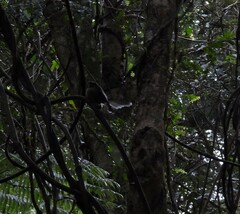 Rhipidura fuliginosa placabilis