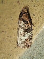 Cryptoptila australana