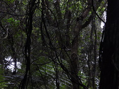 Rhipidura fuliginosa placabilis