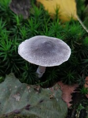 Cortinarius hemitrichus