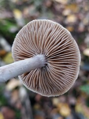 Cortinarius hemitrichus