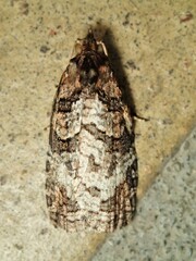 Cryptoptila australana