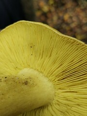 Tricholoma frondosae