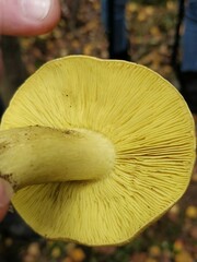 Tricholoma frondosae