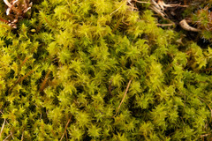 Triquetrella papillata