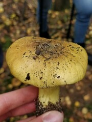 Tricholoma frondosae