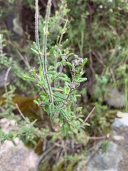 Prostanthera hirtula