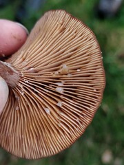Lactarius serifluus
