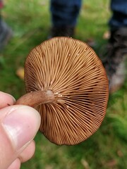 Lactarius serifluus