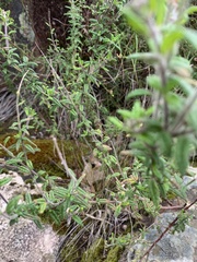 Prostanthera hirtula