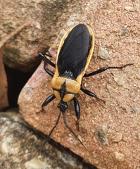 Ectrichodia crux