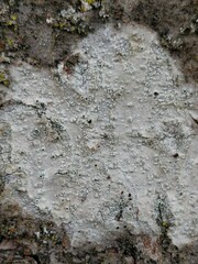 Lecanora carpinea