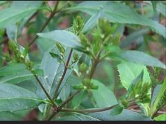 Prostanthera lasianthos