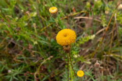 Leptorhynchos squamatus