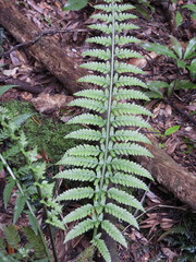 Asplenium bulbiferum