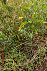 Leptorhynchos squamatus