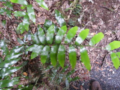 Asplenium oblongifolium