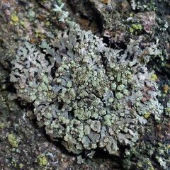 Hyperphyscia adglutinata