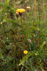 Leptorhynchos squamatus
