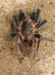 Harpactira