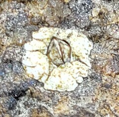 Semibalanus balanoides