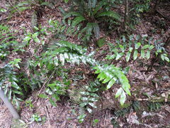 Asplenium oblongifolium