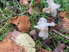 Helvella
