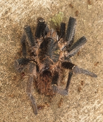 Harpactira