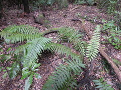 Asplenium bulbiferum