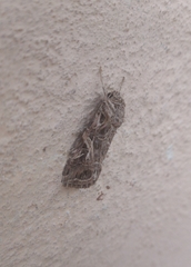 Spodoptera