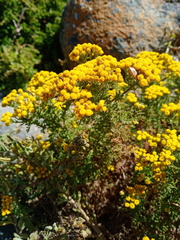 Oncosiphon suffruticosus