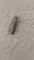 Spodoptera