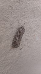 Spodoptera