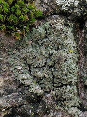 Hyperphyscia adglutinata