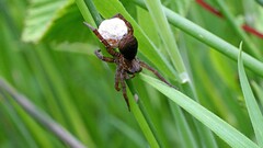 Trochosa terricola