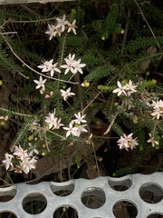 Calytrix alpestris