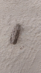 Spodoptera