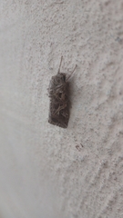Spodoptera