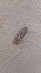 Spodoptera