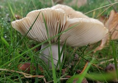 Heterophyllidia